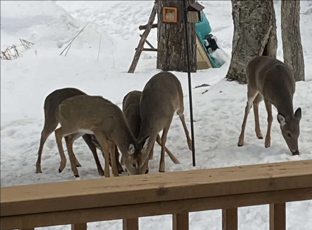 A herd of white-tailed deer grazing