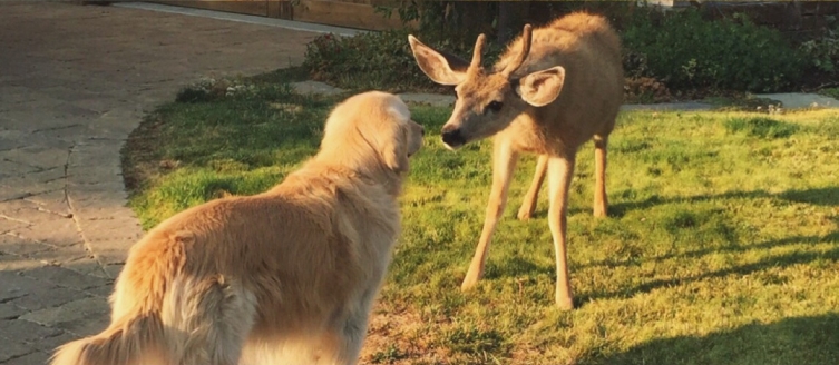 A deer and a dog together, illustrating cross-species disease transmission