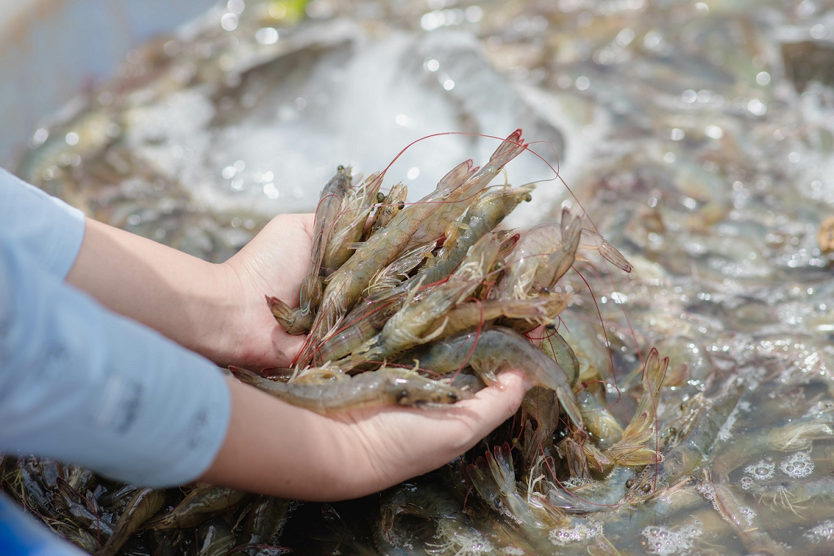 Aquaculture farming operation