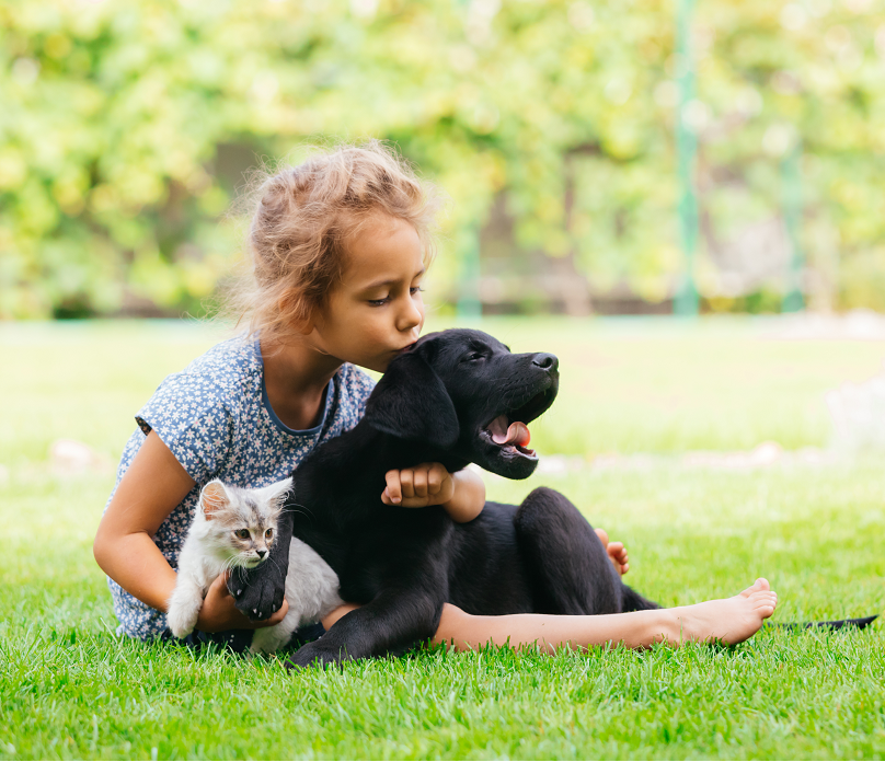 Companion animal imagery