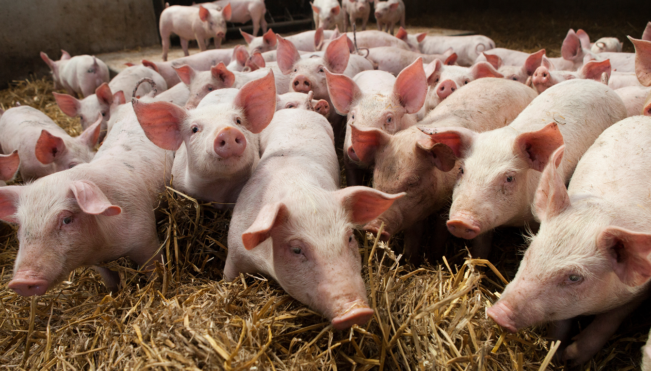 Swine on a farm