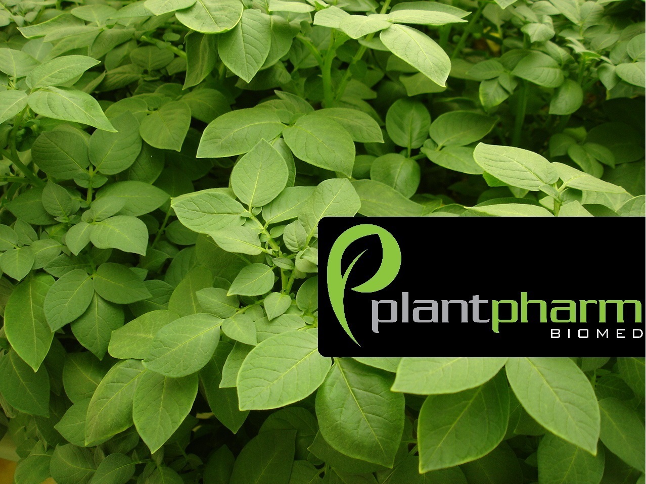 Innovations: PlantPharm BioMed seeks to combat viruses with plant-based, edible vaccines